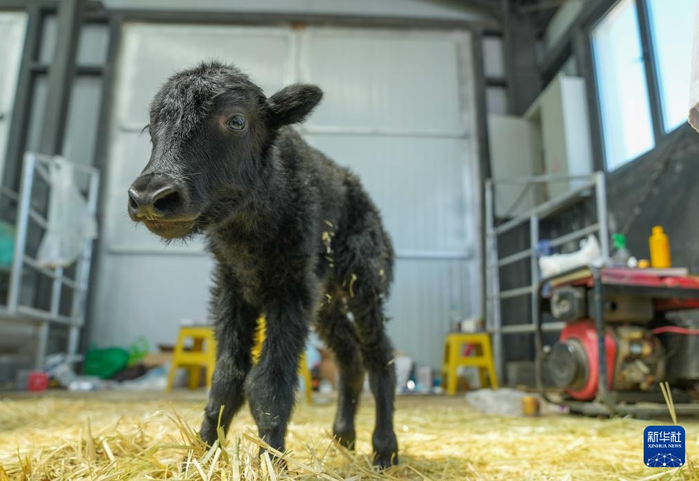 我国科学家成功克隆牦牛