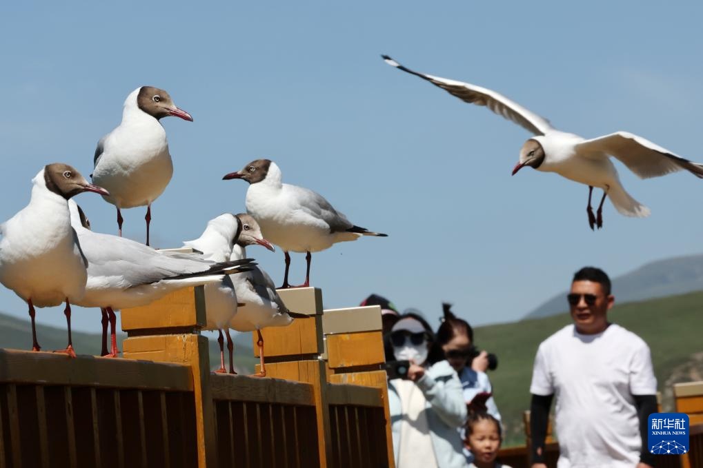 高原湿地 人鸥同乐