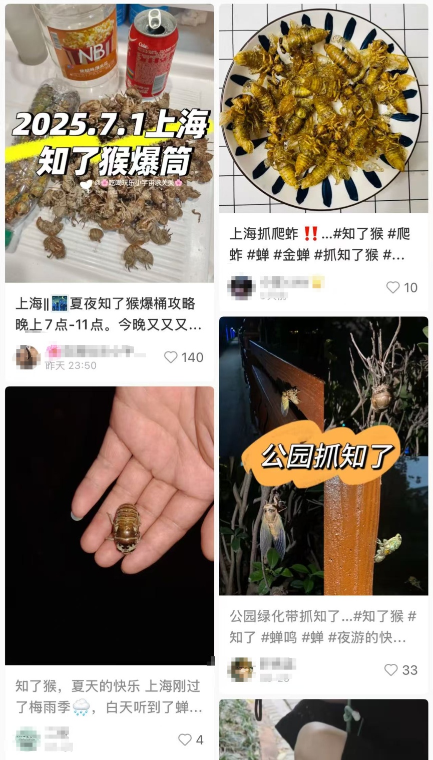 需求量激增!有人一天净赚2000元?近期大量出现,不少人夜晚出动 需求量激增!有人一天净赚2000元?近期大量出现,不少人夜晚出动