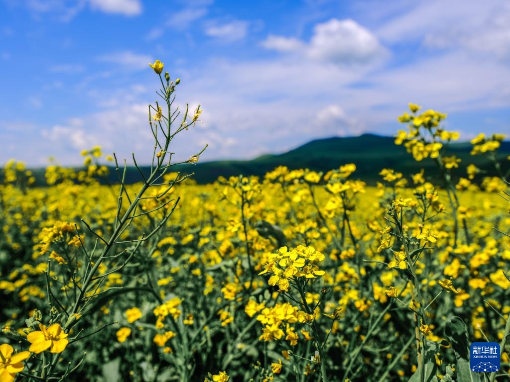 美丽中国丨内蒙古额尔古纳:油菜花海醉游人 美丽中国丨内蒙古额尔古纳:油菜花海醉游人