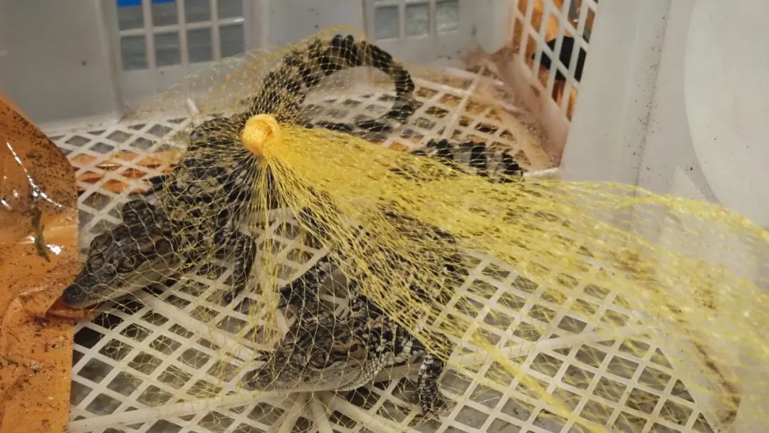 一男子行李箱惊现“移动动物园”,广州海关现场查获濒危物种乌龟30只、幼体鳄鱼2只 一男子行李箱惊现“移动动物园”,广州海关现场查获濒危物种乌龟30只、幼体鳄鱼2只