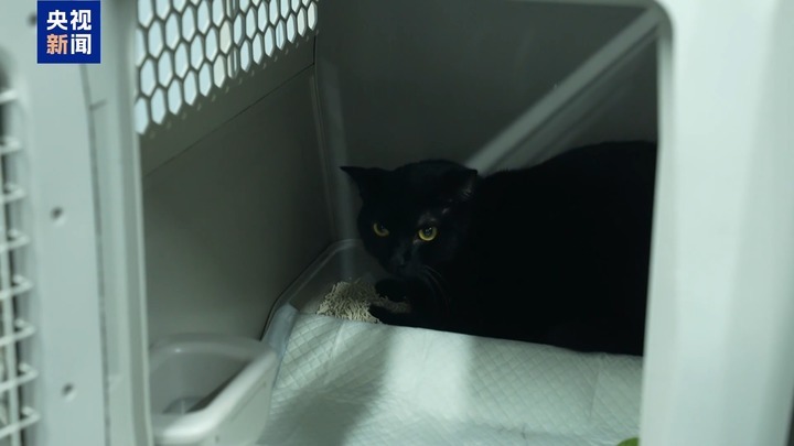 暑运宠物出行服务升级 还有“毛孩子”专属特色游上新