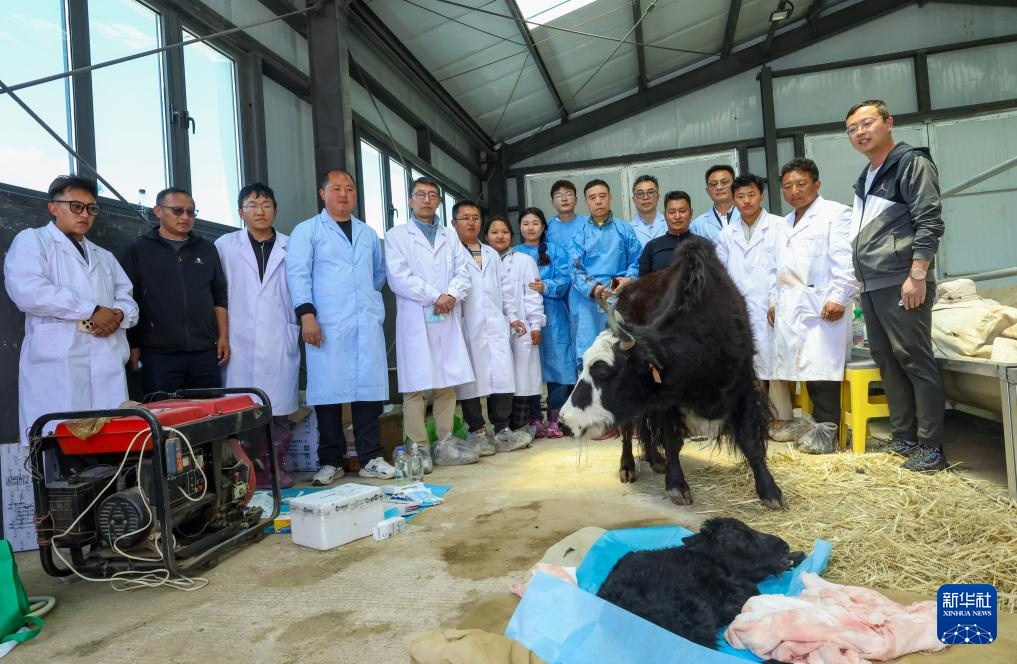 我国科学家成功克隆牦牛