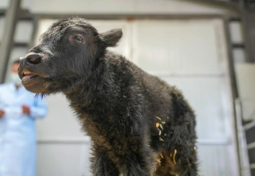 克隆牦牛,成功! 克隆牦牛,成功!