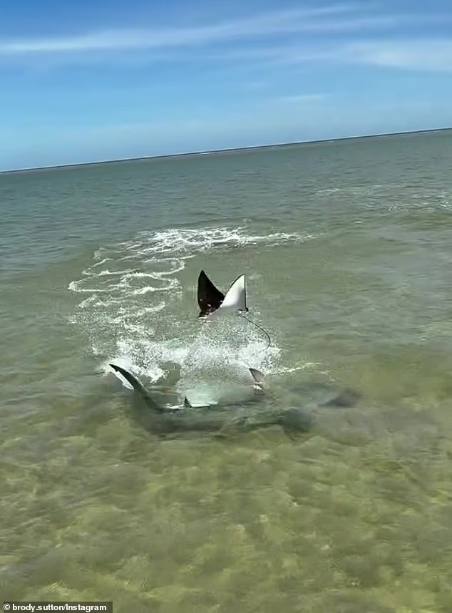 动物世界素材+1：魔鬼鱼极限走位死里逃生，飞起来躲鲨鱼