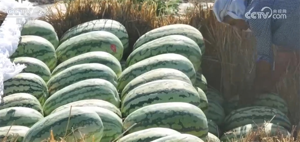 新疆昌吉超万亩西瓜绘就夏日好“丰”光 市场供销两旺