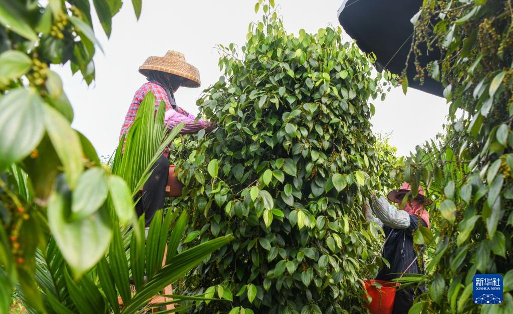 海南胡椒迎来收获季 海南胡椒迎来收获季