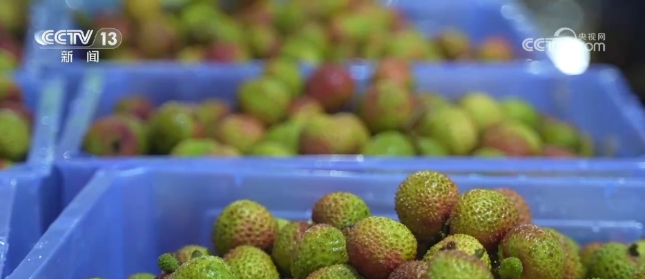 各地特色产业“多点开花”生机勃勃 乡村振兴“多面出彩” 各地特色产业“多点开花”生机勃勃 乡村振兴“多面出彩”