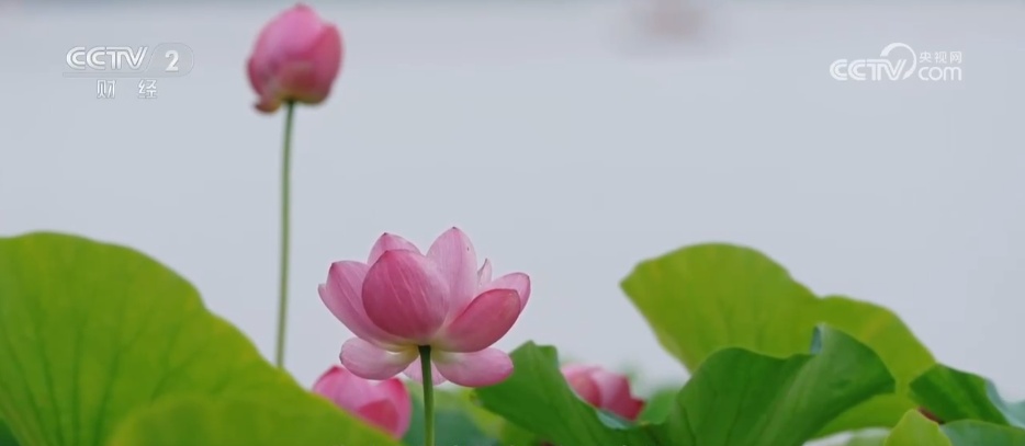盛夏时节万物丰茂 碧水青山荷花勾勒夏日水墨画卷