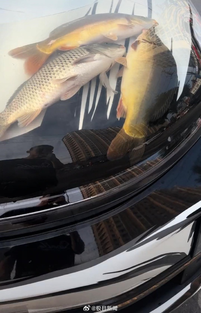 男子在机动车引擎盖贴车衣养鱼,交警称属非法改装,本人回应 男子在机动车引擎盖贴车衣养鱼,交警称属非法改装,本人回应