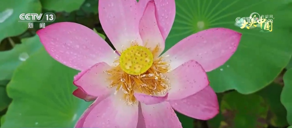 盛夏时节万物丰茂 碧水青山荷花勾勒夏日水墨画卷