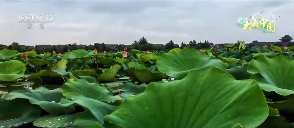 盛夏时节万物丰茂 碧水青山荷花勾勒夏日水墨画卷