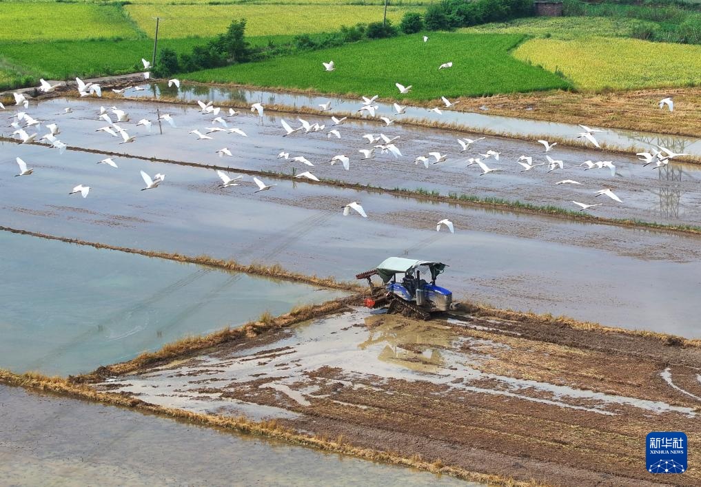 湖南衡阳:“双抢”进行时 湖南衡阳:“双抢”进行时