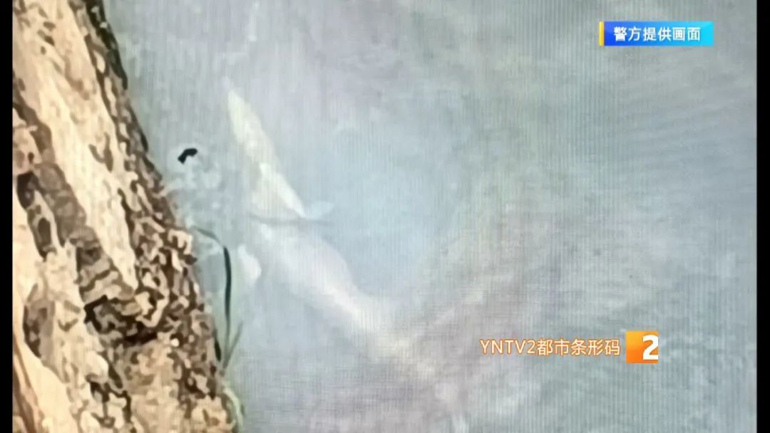 又发现了？昆明盘龙江出现白色怪异生物，有人报警……