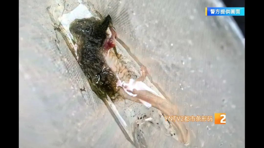 又发现了？昆明盘龙江出现白色怪异生物，有人报警……