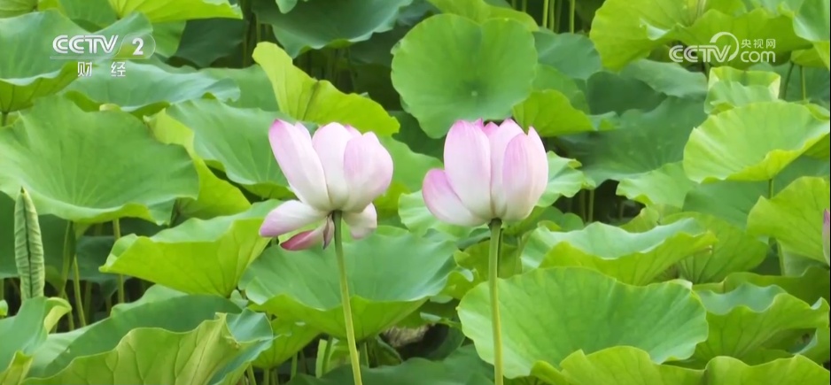 盛夏时节万物丰茂 碧水青山荷花勾勒夏日水墨画卷