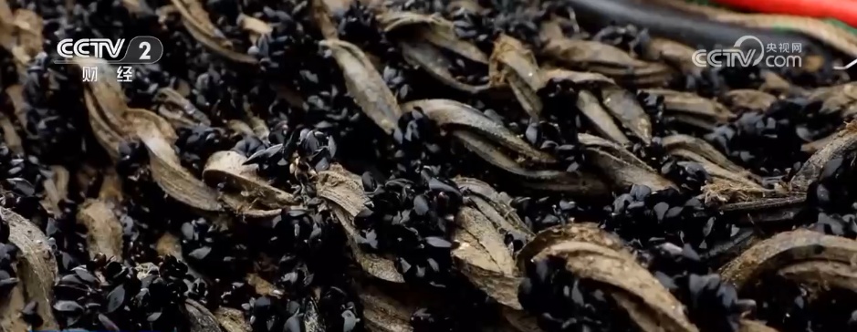 各地特色产业“多点开花”生机勃勃 乡村振兴“多面出彩” 各地特色产业“多点开花”生机勃勃 乡村振兴“多面出彩”