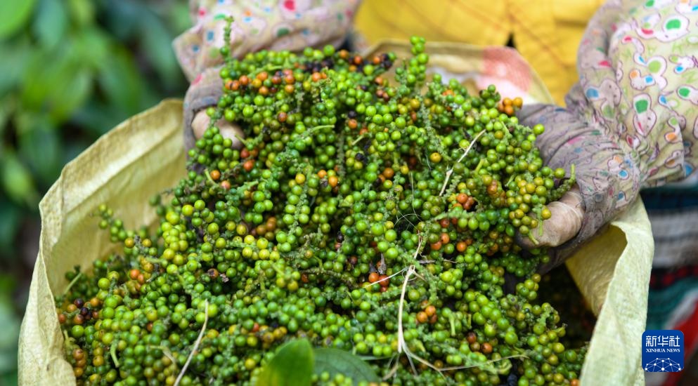 海南胡椒迎来收获季 海南胡椒迎来收获季