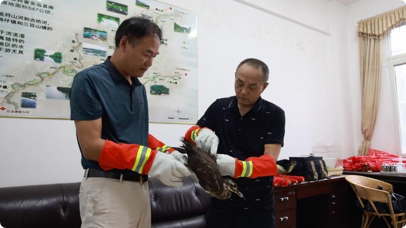 江西安远：首次发现国家一级保护野生动物海南鳽