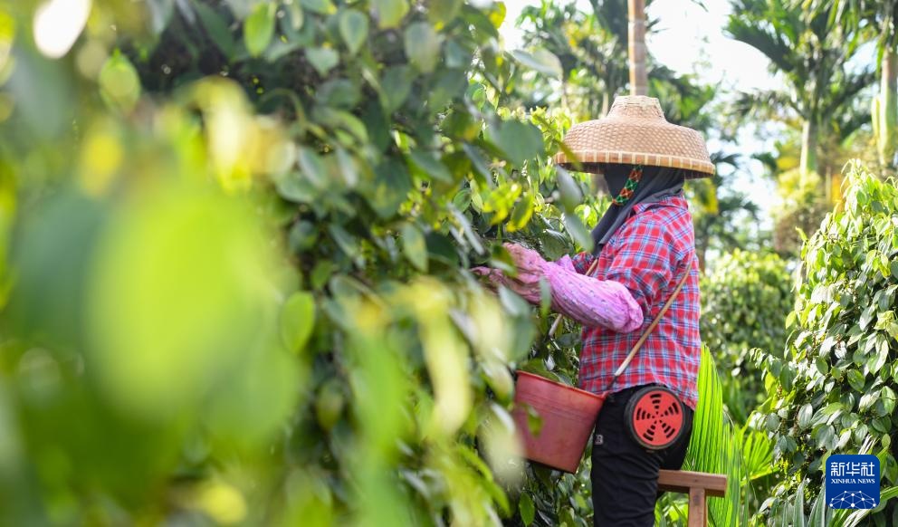 海南胡椒迎来收获季 海南胡椒迎来收获季