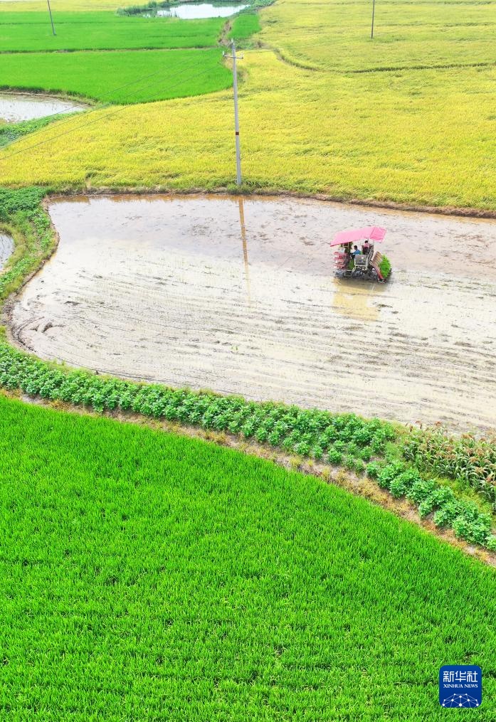 湖南衡阳:“双抢”进行时 湖南衡阳:“双抢”进行时