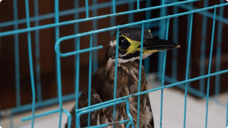 江西安远：首次发现国家一级保护野生动物海南鳽