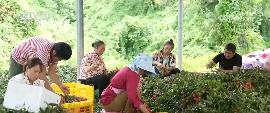 各地特色产业“多点开花”生机勃勃 乡村振兴“多面出彩” 各地特色产业“多点开花”生机勃勃 乡村振兴“多面出彩”