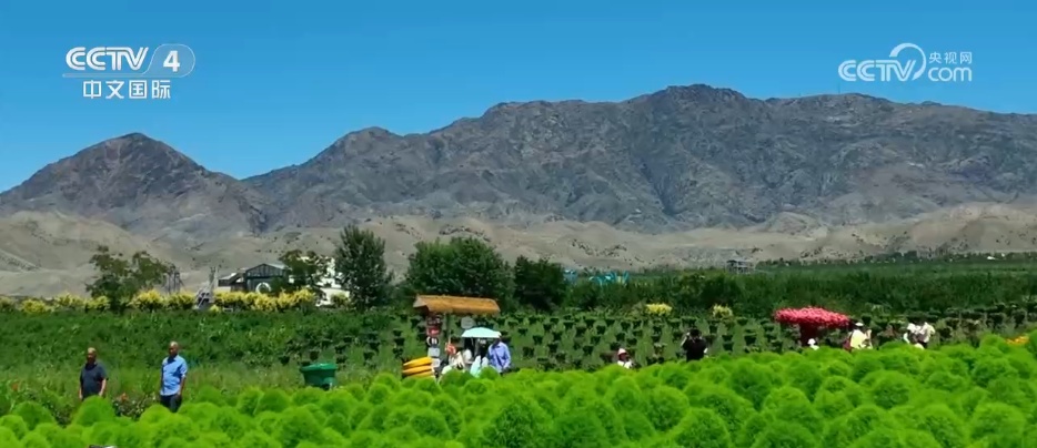 盛夏时节万物丰茂 碧水青山荷花勾勒夏日水墨画卷