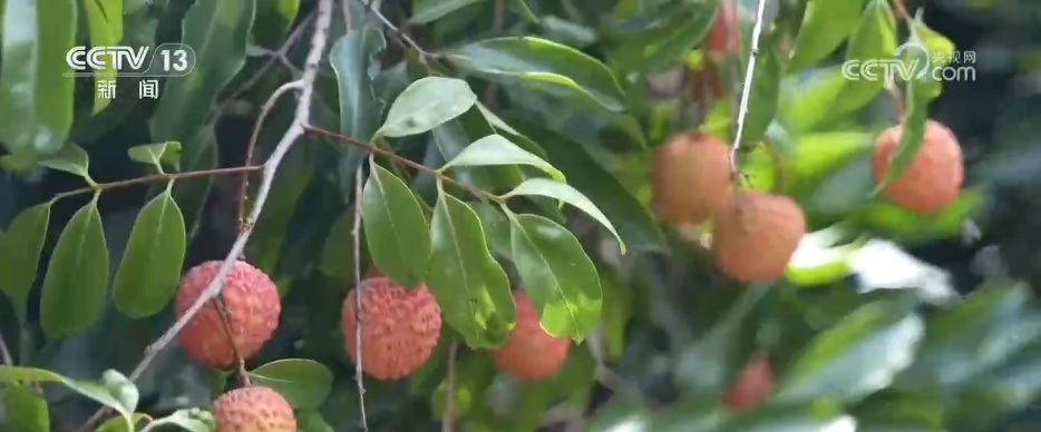 各地特色产业“多点开花”生机勃勃 乡村振兴“多面出彩” 各地特色产业“多点开花”生机勃勃 乡村振兴“多面出彩”