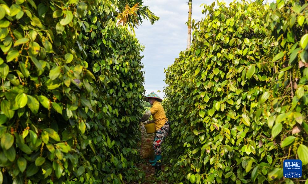 海南胡椒迎来收获季 海南胡椒迎来收获季