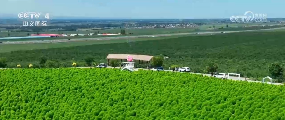盛夏时节万物丰茂 碧水青山荷花勾勒夏日水墨画卷
