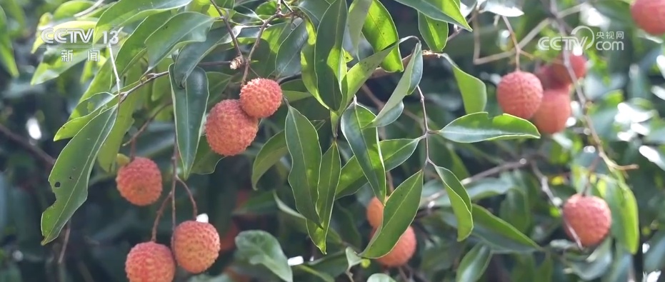各地特色产业“多点开花”生机勃勃 乡村振兴“多面出彩” 各地特色产业“多点开花”生机勃勃 乡村振兴“多面出彩”