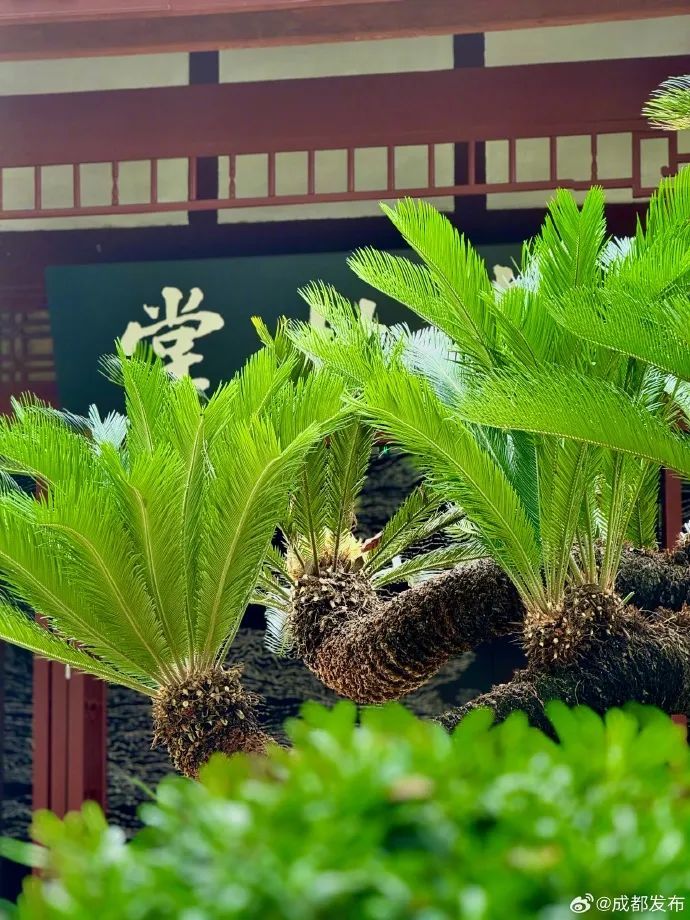 成都杜甫草堂“铁树开花”引围观！有人称是“千年一遇”？专家回应