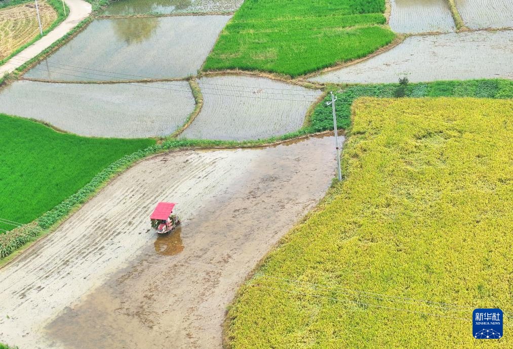 湖南衡阳:“双抢”进行时 湖南衡阳:“双抢”进行时