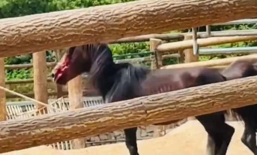 太原动物园马匹遭抽打,脸上全是血?园方:转运时撞上护栏,表皮擦伤 太原动物园马匹遭抽打,脸上全是血?园方:转运时撞上护栏,表皮擦伤