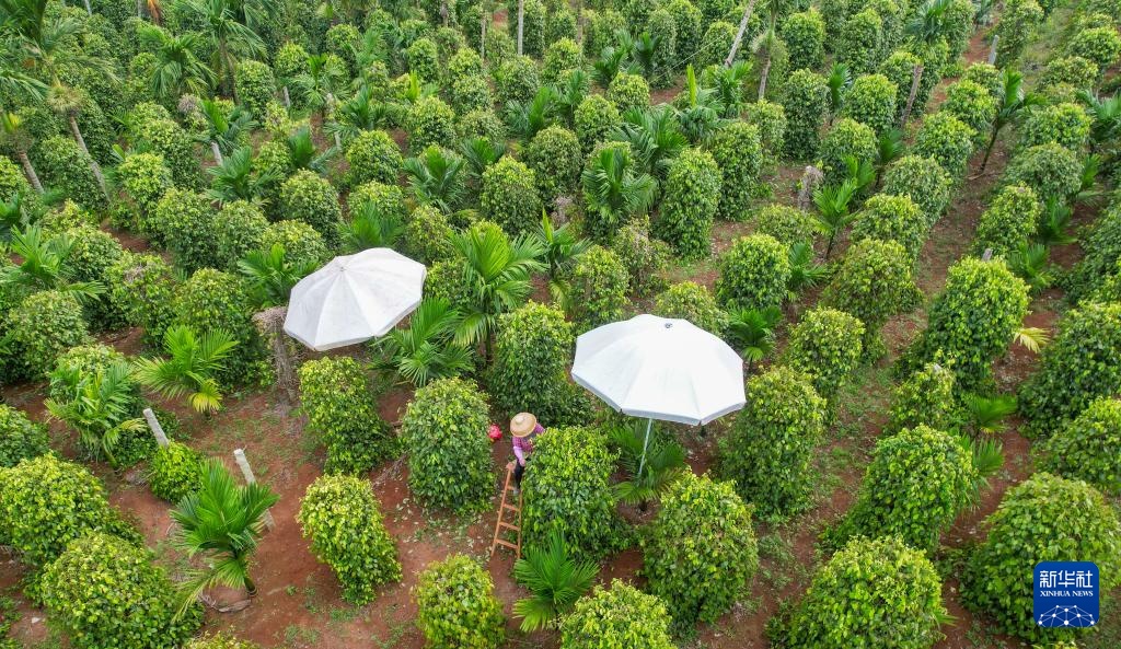 海南胡椒迎来收获季 海南胡椒迎来收获季
