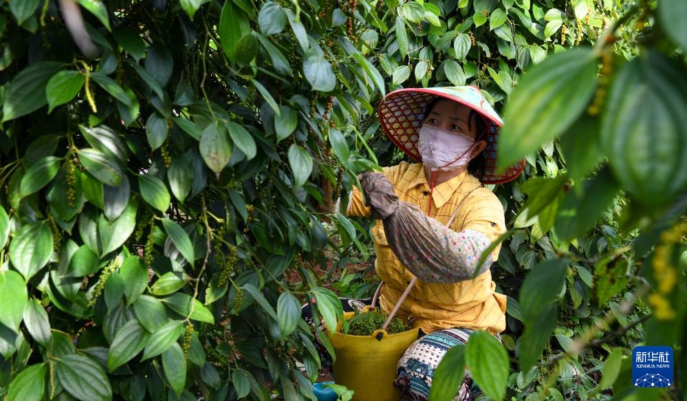 海南胡椒迎来收获季 海南胡椒迎来收获季