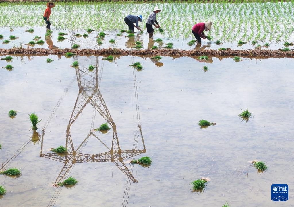 湖南衡阳:“双抢”进行时 湖南衡阳:“双抢”进行时