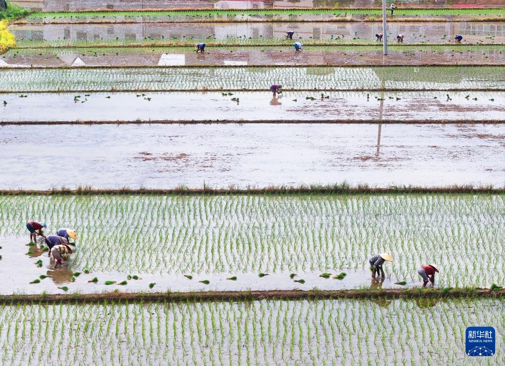 湖南衡阳:“双抢”进行时 湖南衡阳:“双抢”进行时
