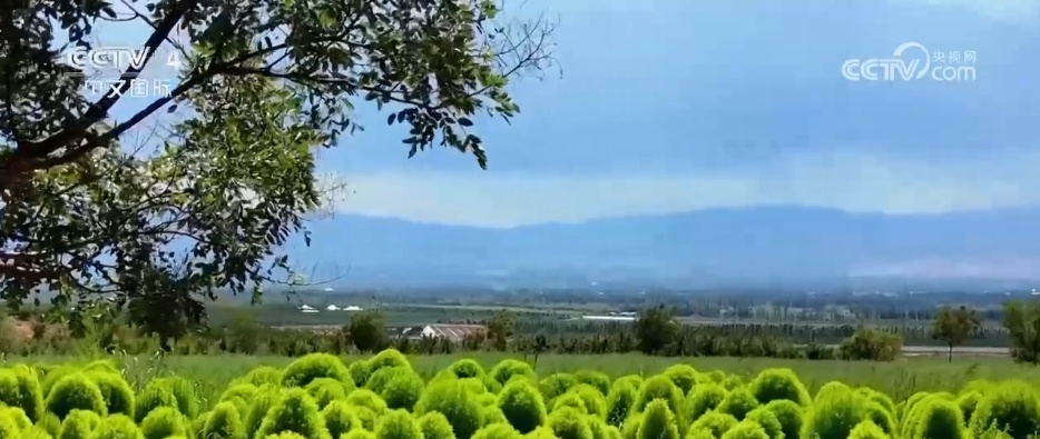 盛夏时节万物丰茂 碧水青山荷花勾勒夏日水墨画卷