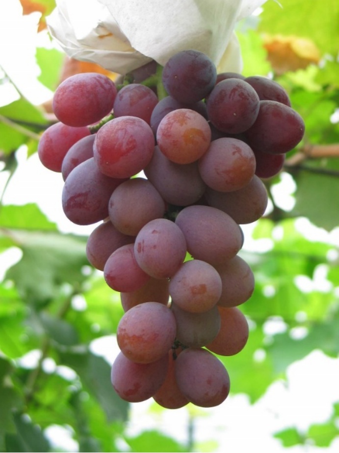 葡萄季临近,哪种香型是你的爱? 葡萄季临近,哪种香型是你的爱?