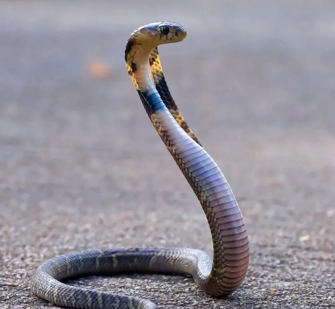 厕所惊现眼镜蛇!消防员抓捕时,它发出“嘶嘶”威胁声 厕所惊现眼镜蛇!消防员抓捕时,它发出“嘶嘶”威胁声