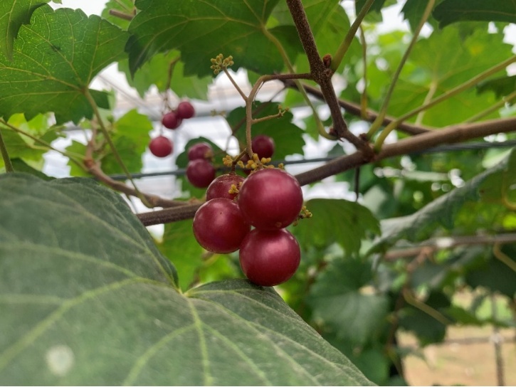 葡萄季临近,哪种香型是你的爱? 葡萄季临近,哪种香型是你的爱?