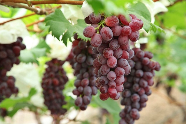 葡萄季临近,哪种香型是你的爱? 葡萄季临近,哪种香型是你的爱?