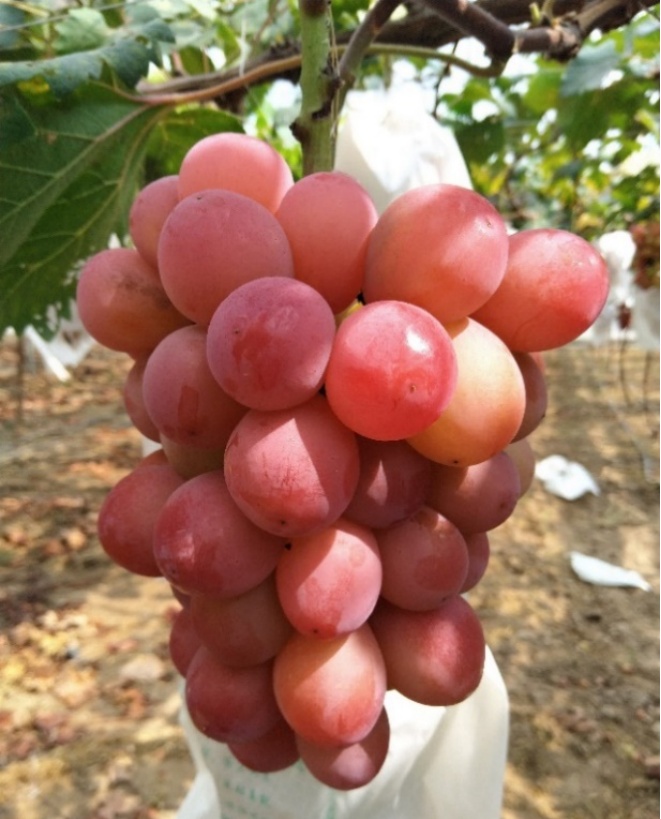 葡萄季临近,哪种香型是你的爱? 葡萄季临近,哪种香型是你的爱?