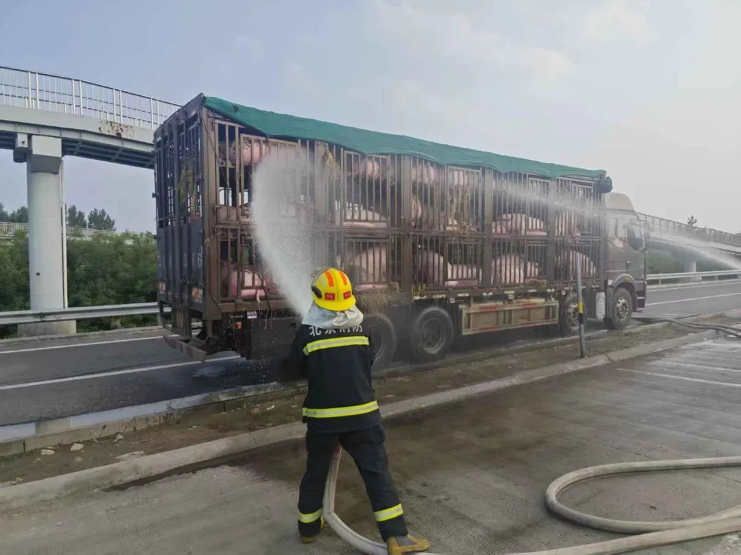 百余头生猪集体中暑,北京通州消防为“二师兄”“消暑”降温 百余头生猪集体中暑,北京通州消防为“二师兄”“消暑”降温
