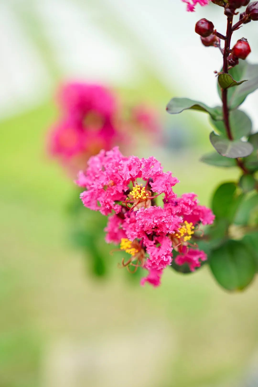 镜头下的北京科学中心丨紫薇