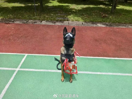 汪汪队又立大功啦！