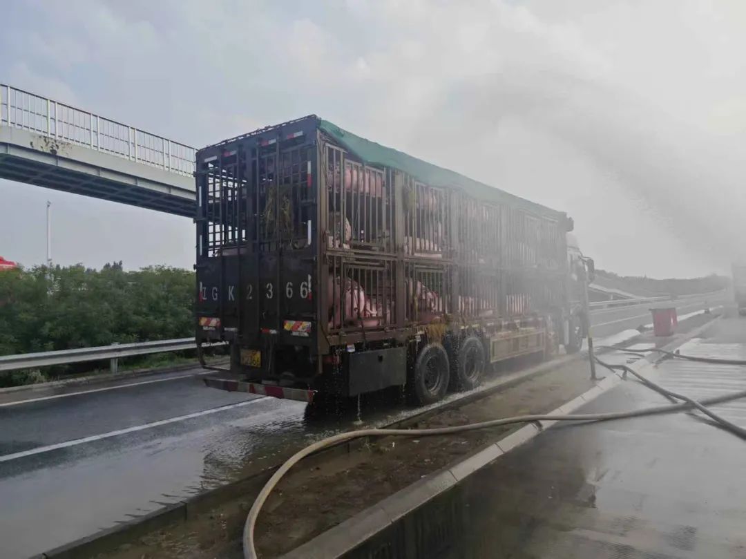 百余头生猪集体中暑,北京通州消防为“二师兄”“消暑”降温 百余头生猪集体中暑,北京通州消防为“二师兄”“消暑”降温