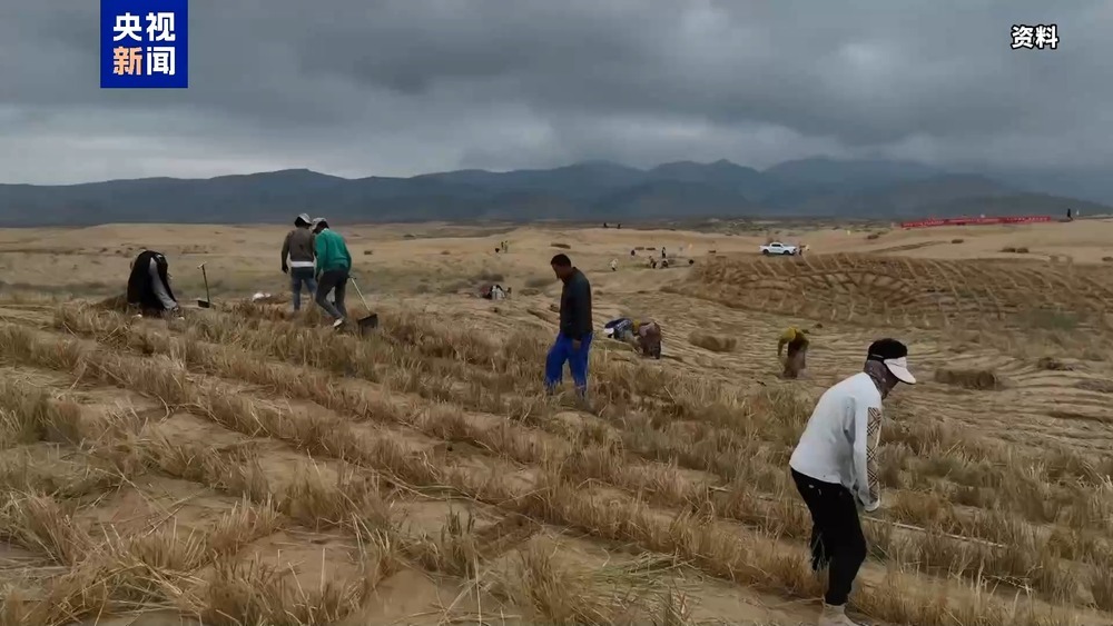 数十万亩绿进沙退!探访青海湖流域沙地里的“绿色网格” 数十万亩绿进沙退!探访青海湖流域沙地里的“绿色网格”